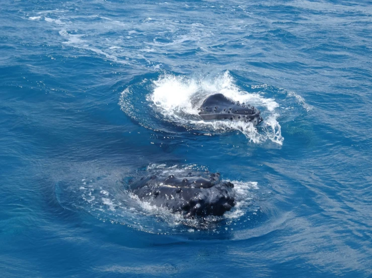 two dolphins in a body of water