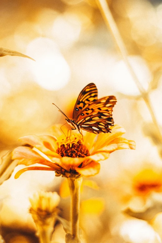 the erfly is sitting on a flower