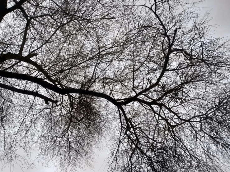 black and white tree nches with birds in the sky