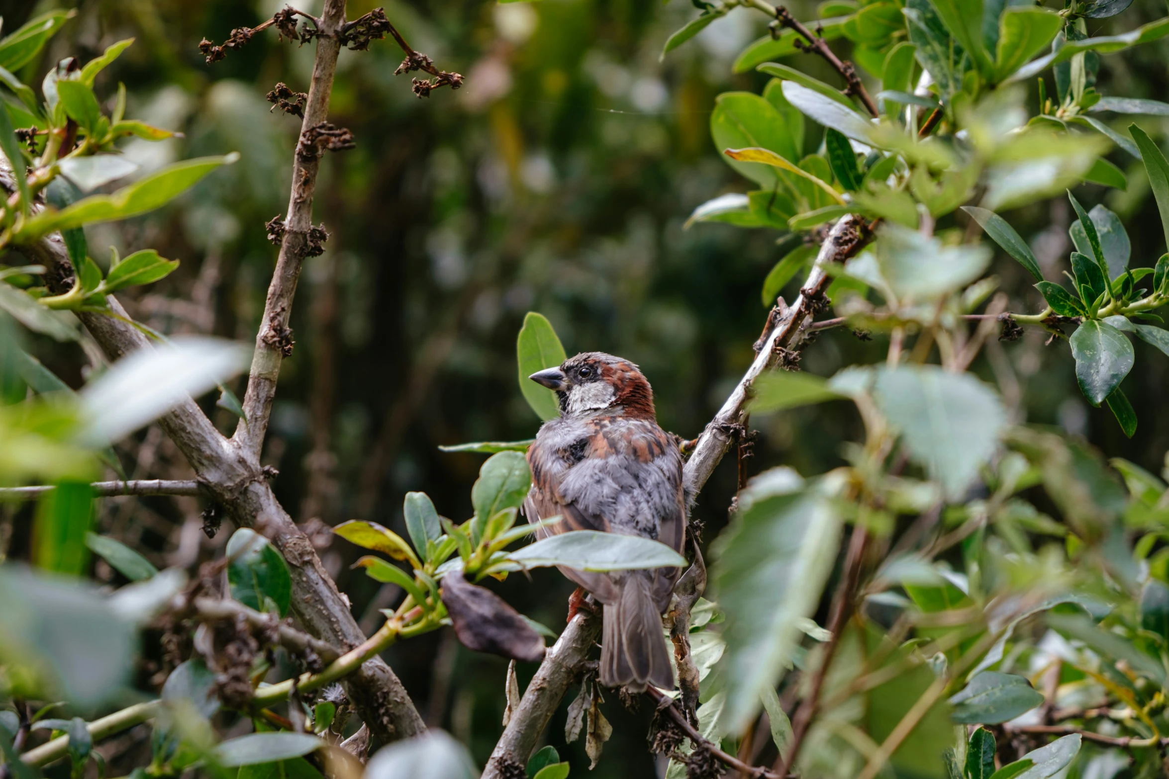 a bird sits on the nch of a tree