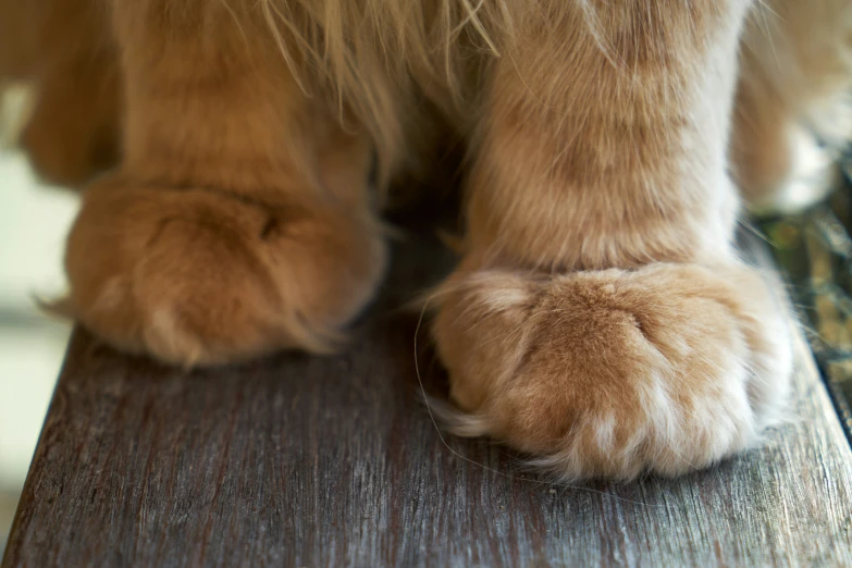 a close up of a brown furry animal's foot