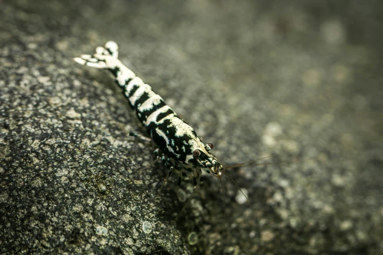 an up - close image of a tiny animal laying on some rocks