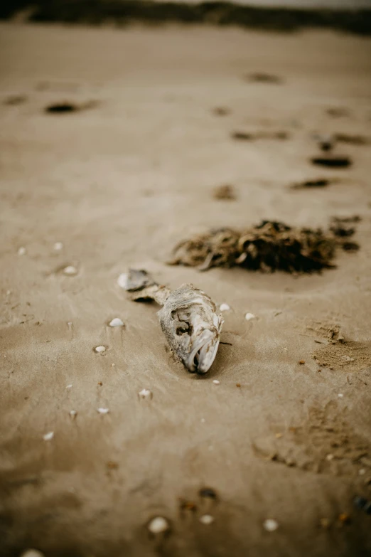 the shell is on a beach near a pile of footprints