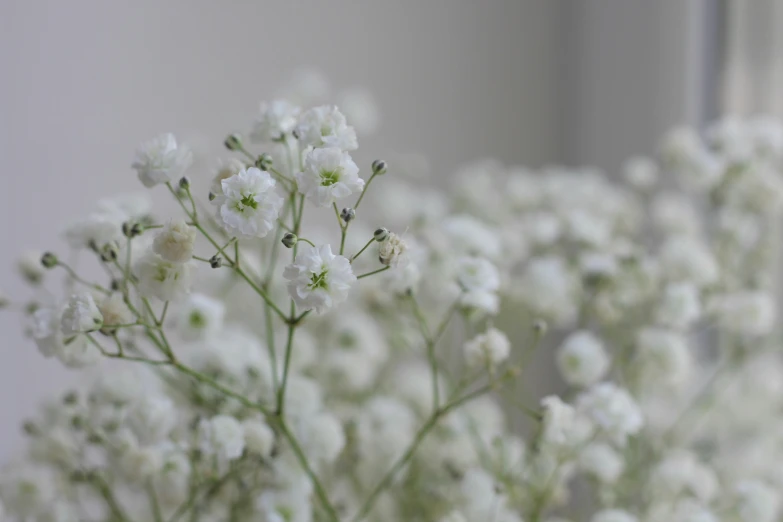 a close up s of the flowers of a bush