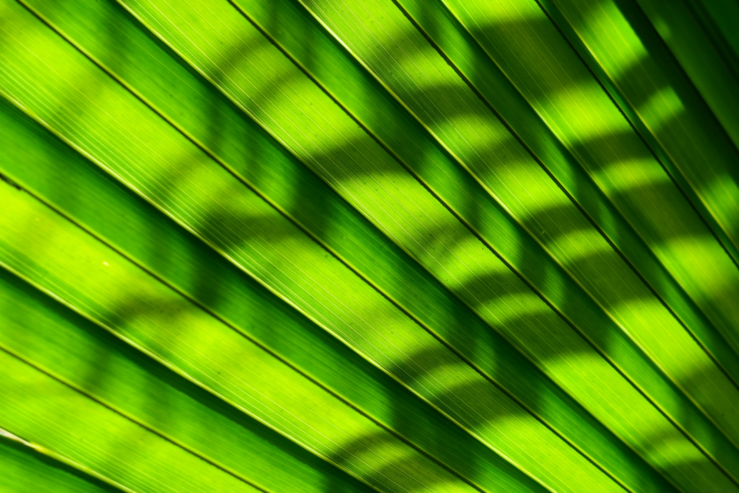 close up of a green leaf that is looking very large