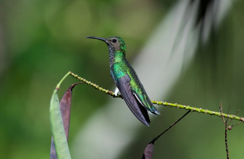 small green and purple humming bird perched on a tree nch