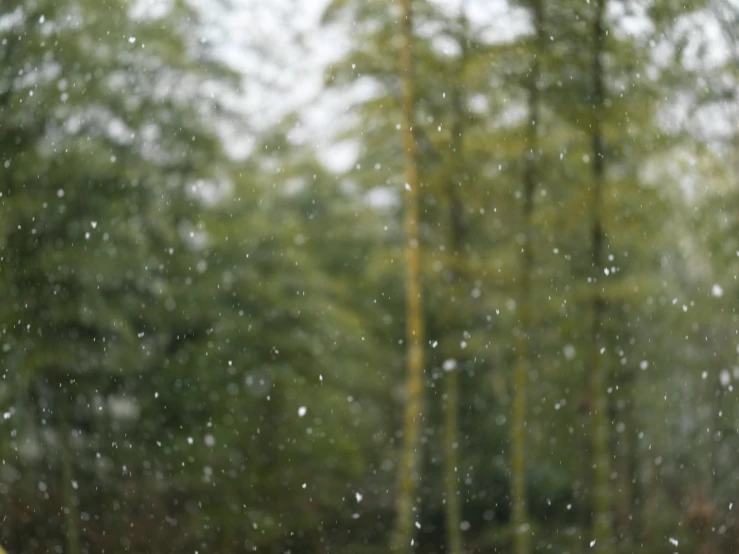 a white bird with red beak and yellow eyes in the rain