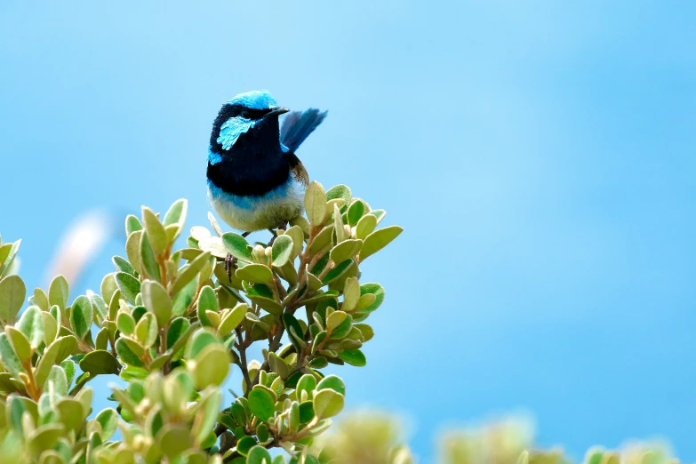 a blue - and - white bird perched on a nch