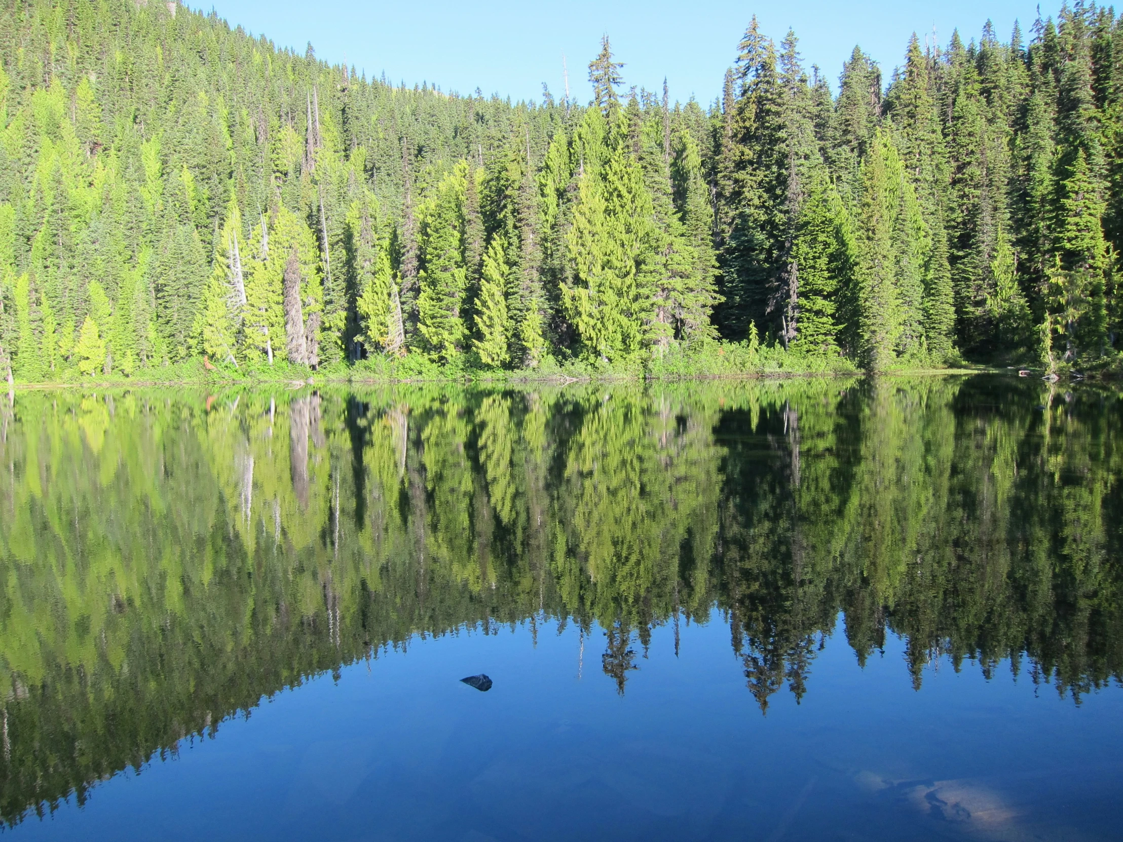 a lake is surrounded by many green trees