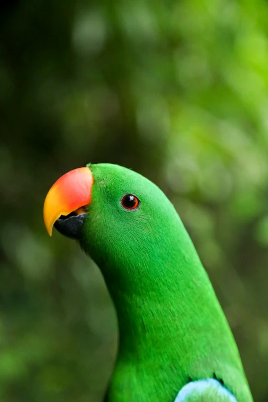 a parrot has bright colored feathers on its head