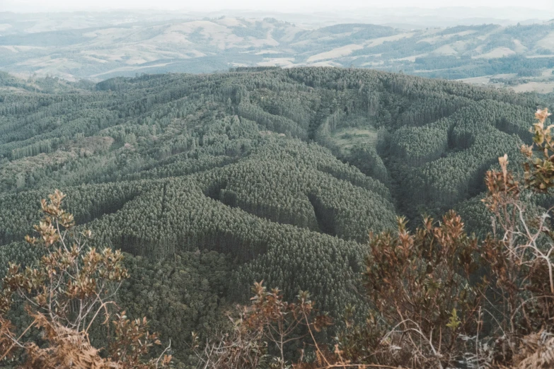 a forest filled with lush green trees and lush mountain peaks