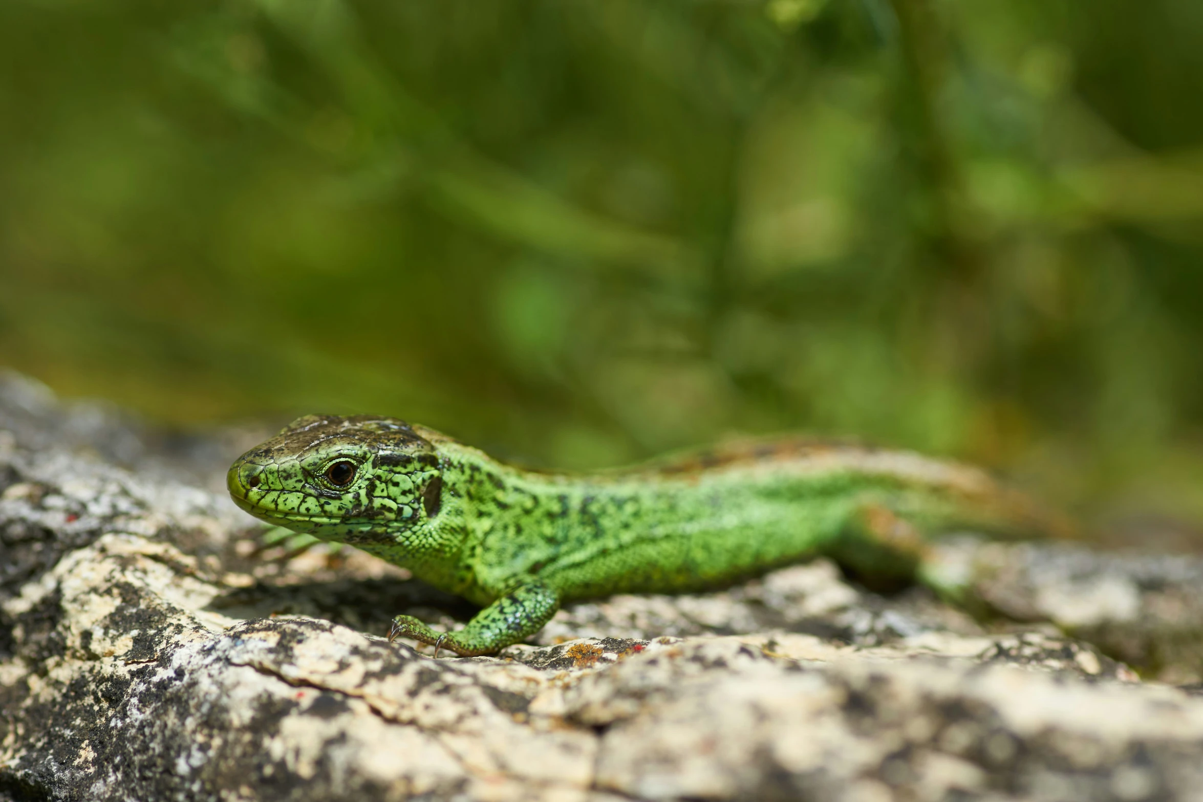 an image of a green lizard that is on the rock