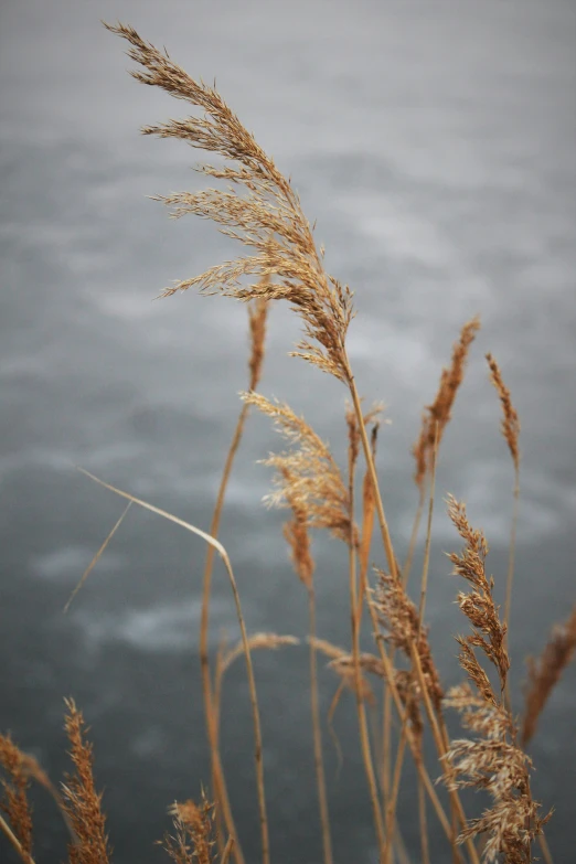 plants growing beside the water with a sky background