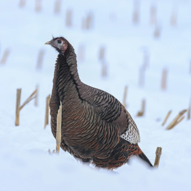 this is a very large bird in the snow