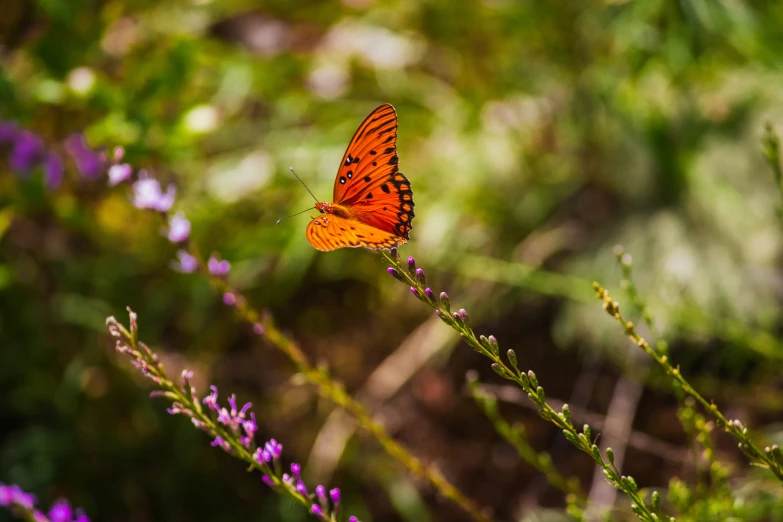 a large orange erfly sits on top of some flowers