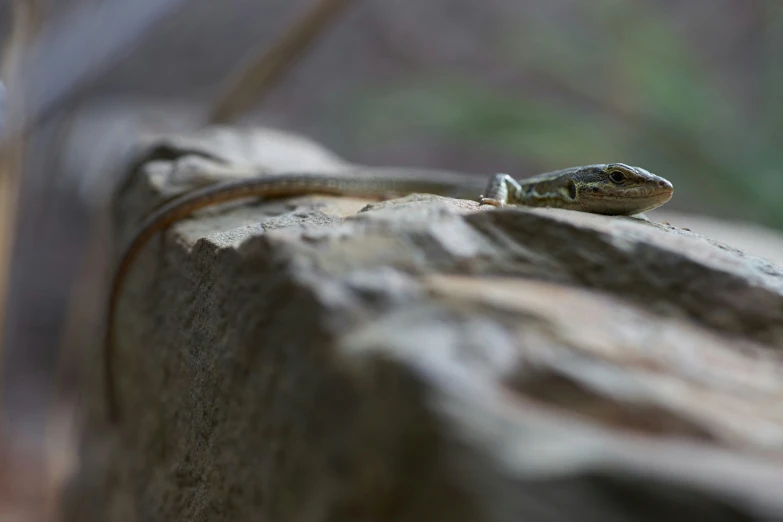 a lizard standing on top of a wooden fence