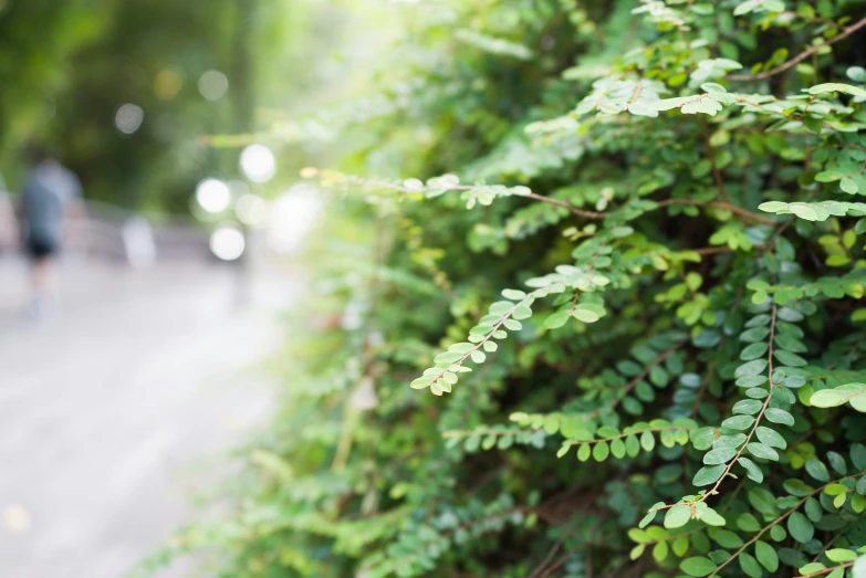 a leafy green wall next to a street with people walking