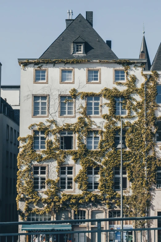 an ivy covered building in the city