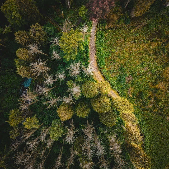 an aerial view of a road  through the trees