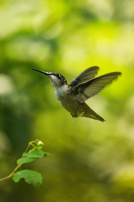 a hummingbird with its wings out, flying toward a plant