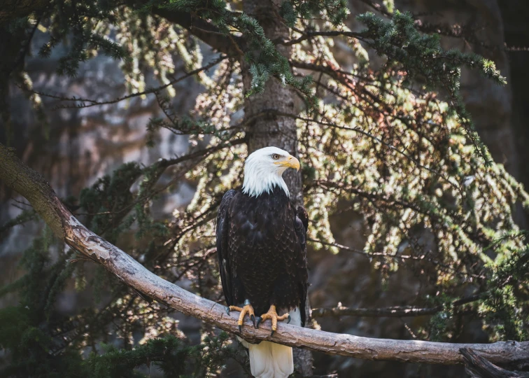 an eagle sitting on the nch of a tree