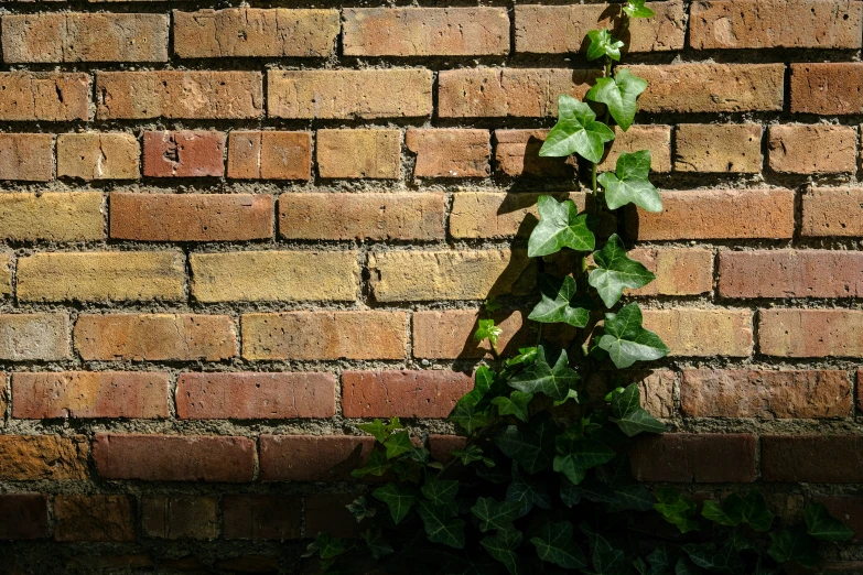 green ivy growing up a brick wall