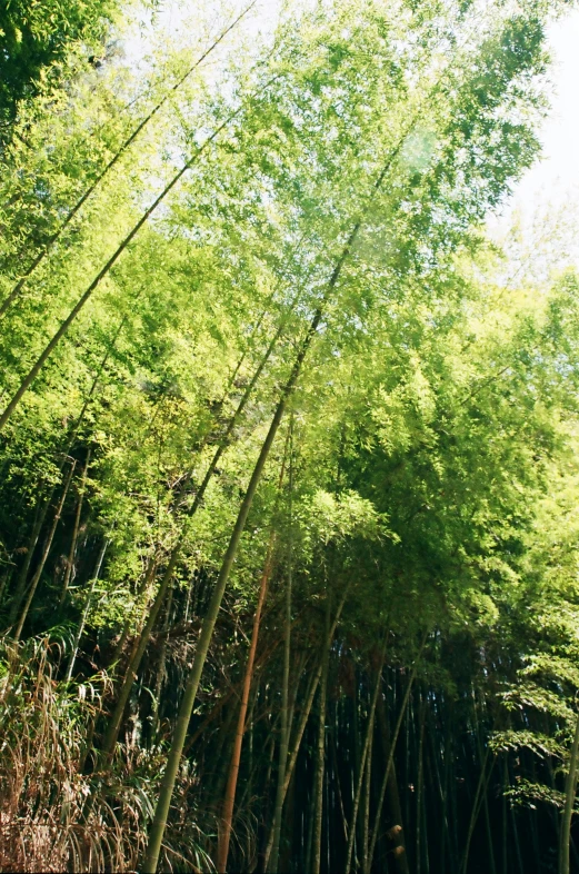 a very tall bamboo tree next to a bunch of trees