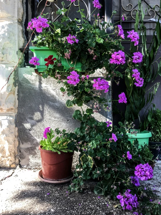 purple flowers growing through the top of a pot