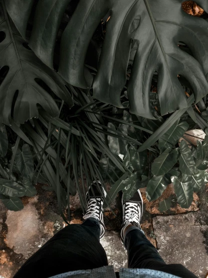 someone standing in front of green leaves wearing black sneakers
