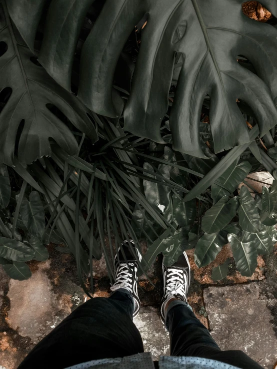 someone standing in front of green leaves wearing black sneakers