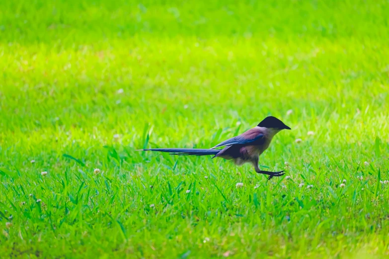 a small bird standing in the grass next to a green field