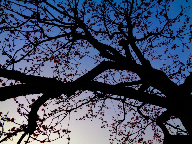 a tree is shown with some nches and leaves