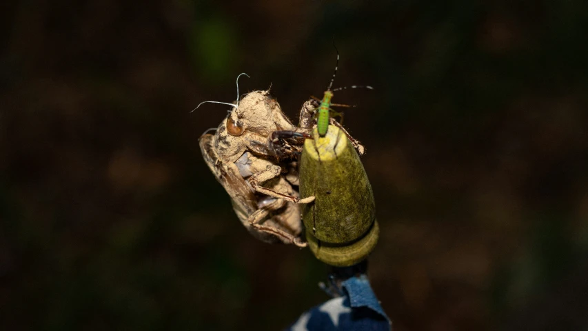 two insects mating together on top of a flower