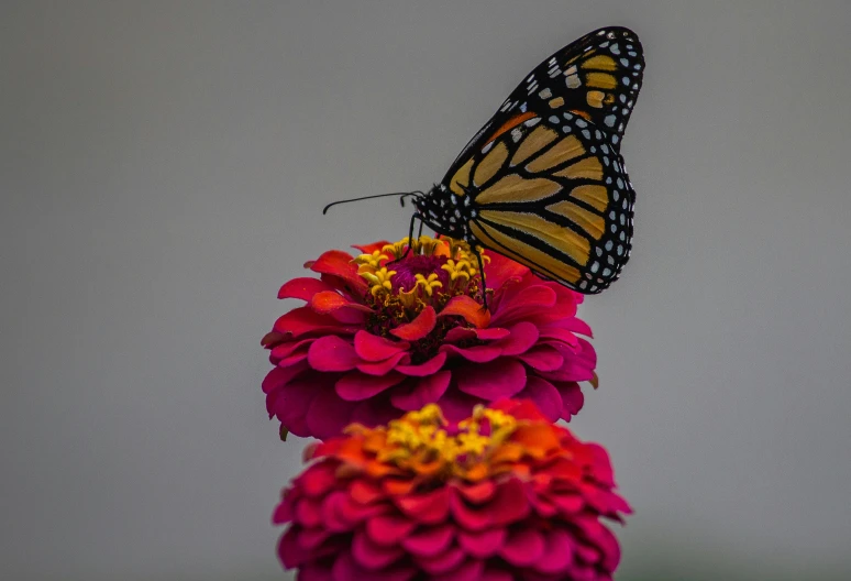 there is a erfly sitting on top of a flower