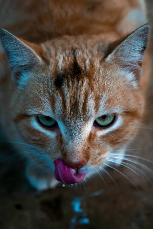 the cat is licking its tongues, revealing a pink tongue
