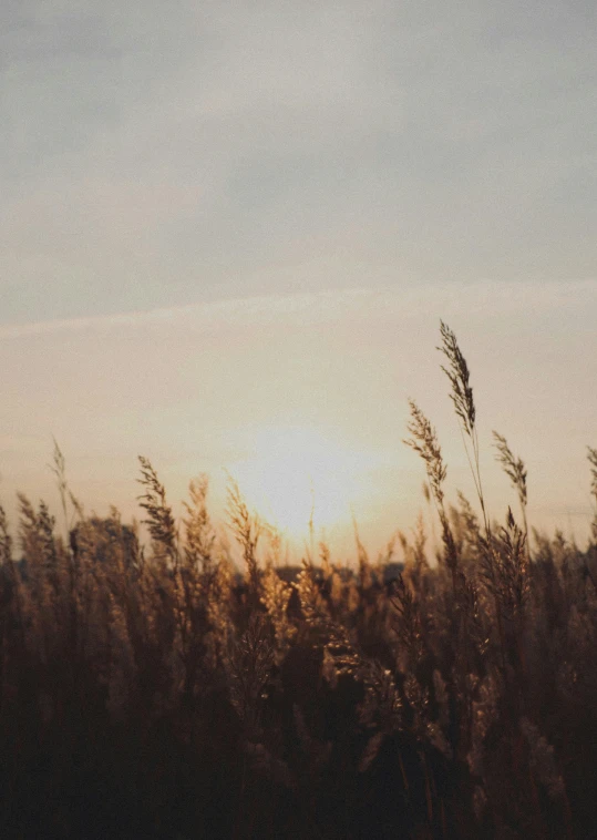 a picture of the sunset through some grass