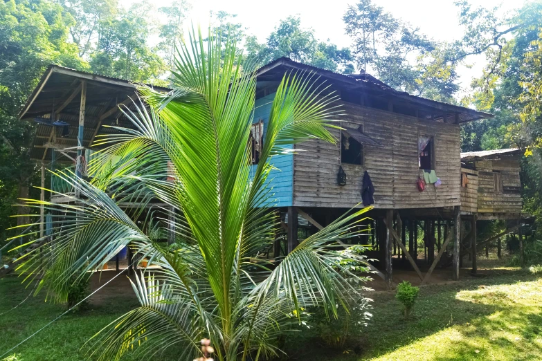 a plant outside a cabin in the woods