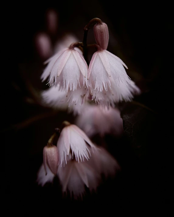 three pink flowers are on top of the dark background