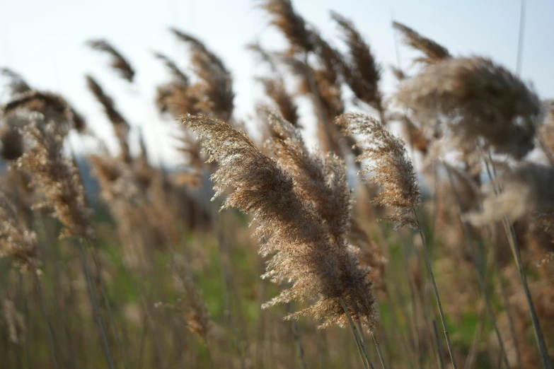 close up of grasses blowing in the wind