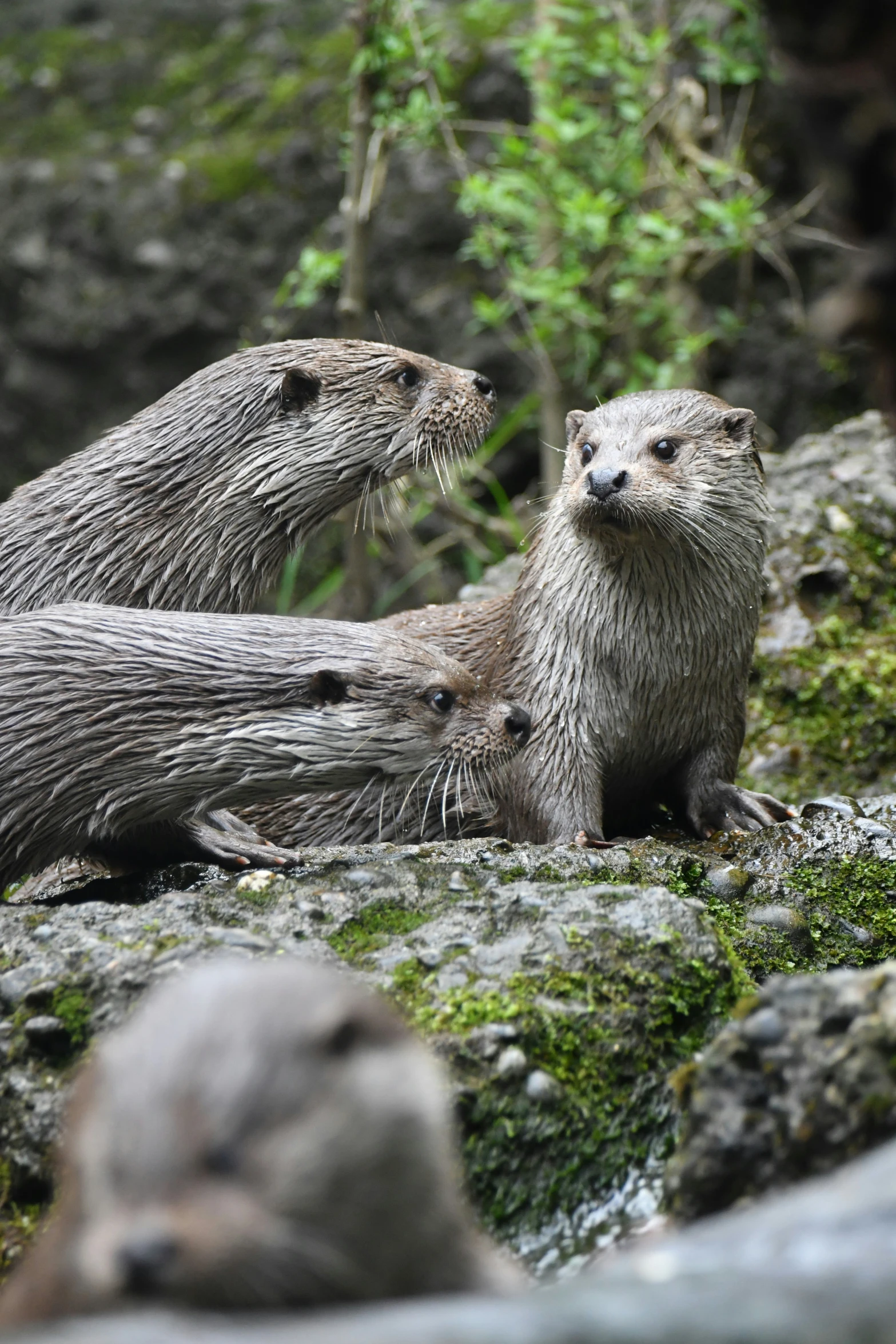two otters sitting on the rocks in a wooded area