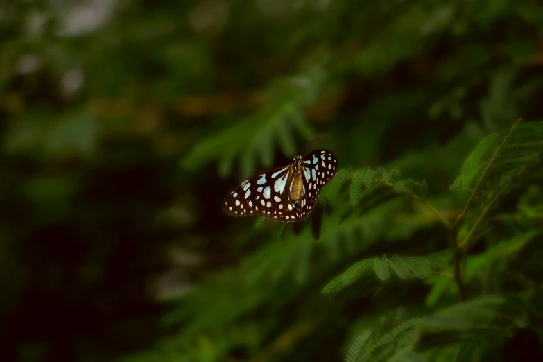 two white erflies are on a green plant