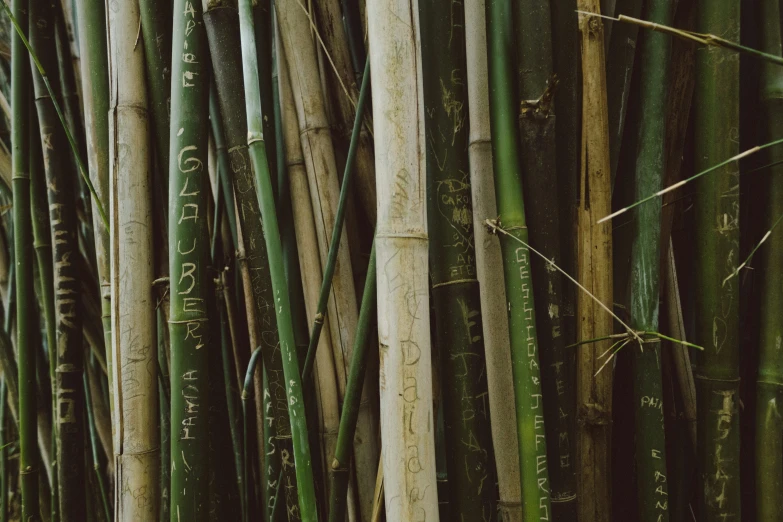 a pograph of bamboo plants with the leaves pointing upward