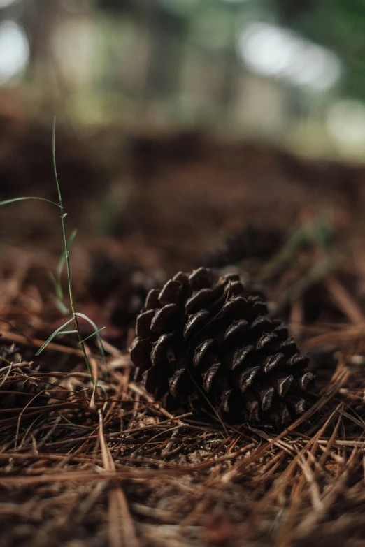 small pine cone on the ground near grass