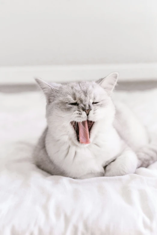 a very cute cat yawning on a bed