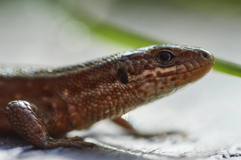 a brown lizard sitting on top of a green plant