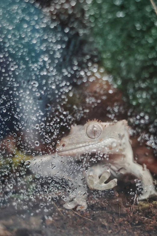 an insect in the rain looking out of a window