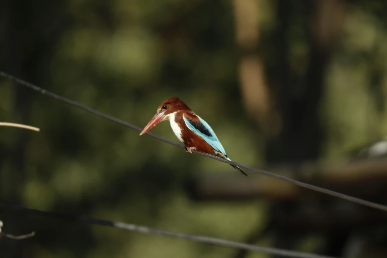 a bird with orange, blue, and white wings perched on a wire