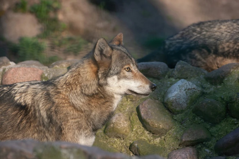 a wolf is sitting on rocks looking back