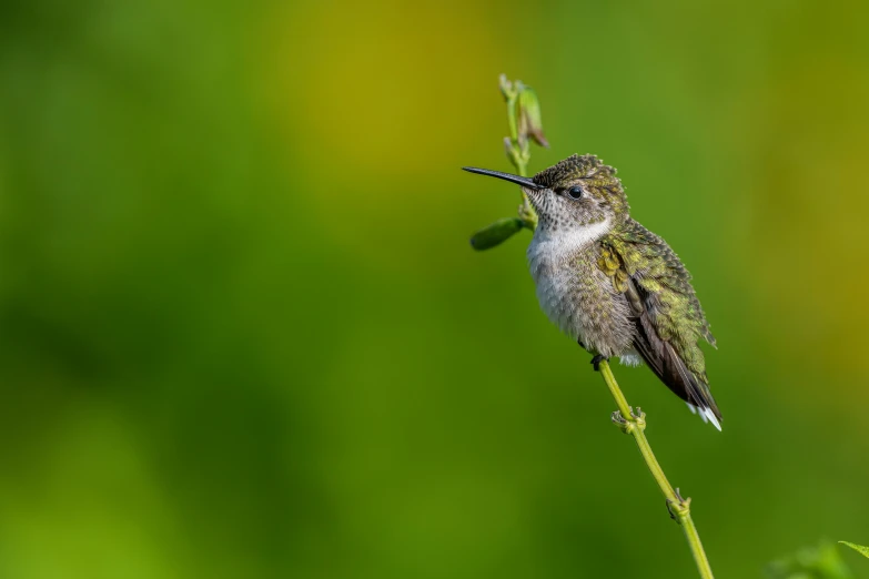 a close - up view of the front side of the hummingbird and its long beak