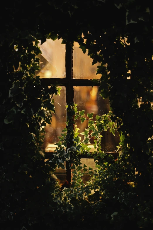 a window looking outside through foliage and other foliage